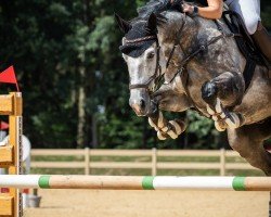 jumper Ostivero (German Sport Horse, 2017, from Ostinato xx)