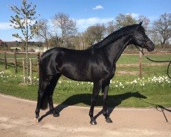 dressage horse Fliedertänzer (Trakehner, 2017, from Helium)