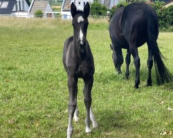 foal by En Vogue JS (Oldenburg, 2024, from Extreme U.S.)