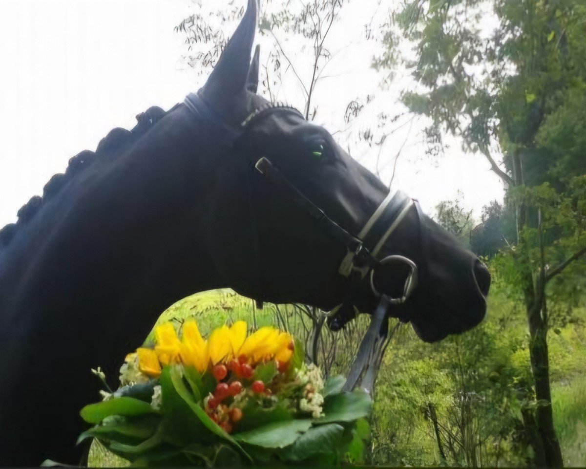 broodmare Ilaria JS (Trakehner, 2011, from Hibiskus)