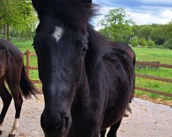 dressage horse Inverness JS (Oldenburg, 2023, from Asgard's Ibiza)