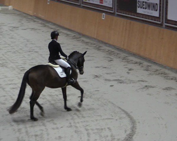 Reitturnier Güstrow/Cavallo Arena 2024