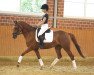 broodmare Die Kleine Prinzessin W (German Riding Pony, 2010, from Der Kleine Donnerhall W)