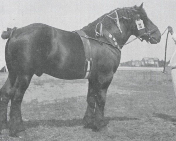 Deckhengst Isaac de Laboureur (Brabanter/Belgisches Kaltblut, 1918, von Laboureur d'Isaac)