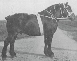 stallion Carnaval d'Ahea (Brabant/Belgian draft horse, 1919, from Laboureur d'Isaac)