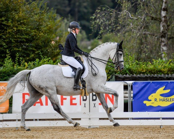 dressage horse Di Magic 3 (Oldenburg, 2013, from Auheim's del Magico FRH)