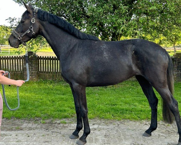 dressage horse Viel Vergnügen 3 (Hanoverian, 2021, from Vaderland OLD)