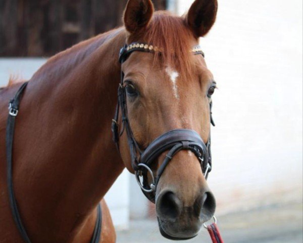 horse Fitou 10 (Trakehner, 2003, from Maizauber)