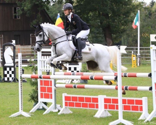 Zuchtstute Pearl 98 (Deutsches Reitpony, 2006, von Potter)