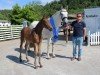 jumper Frieda Lente JB (Oldenburg show jumper, 2019, from Zinedream)