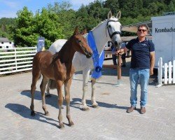 jumper Frieda Lente JB (Oldenburg show jumper, 2019, from Zinedream)