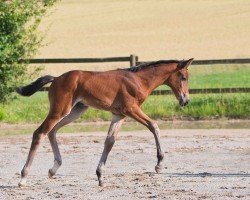 foal by Victoria (Hanoverian, 2024, from Vermeer)