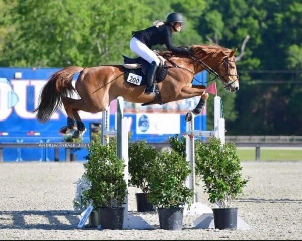 jumper Fashion Prince (Hanoverian, 2010, from For Edition)