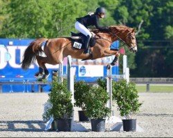 jumper Fashion Prince (Hanoverian, 2010, from For Edition)