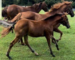 Fohlen Fien Brenjenhofs (Belgisches Reitpony, 2024, von Washington van het Klavertje)