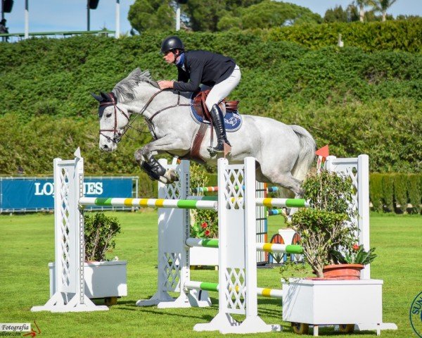 jumper Mysao des Roches Rouges (Luxembourg horse, 2013, from Mylord Carthago)