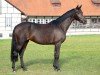 dressage horse Damona 10 (German Sport Horse, 2017, from Damon)