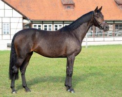 dressage horse Damona 10 (German Sport Horse, 2017, from Damon)