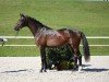 dressage horse Florentino CS (German Sport Horse, 2017, from Florenz 71)