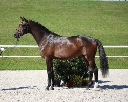 dressage horse Florentino CS (German Sport Horse, 2017, from Florenz 71)