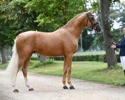 stallion Qualis Aurum (Westphalian, 2017, from Qaside Md)