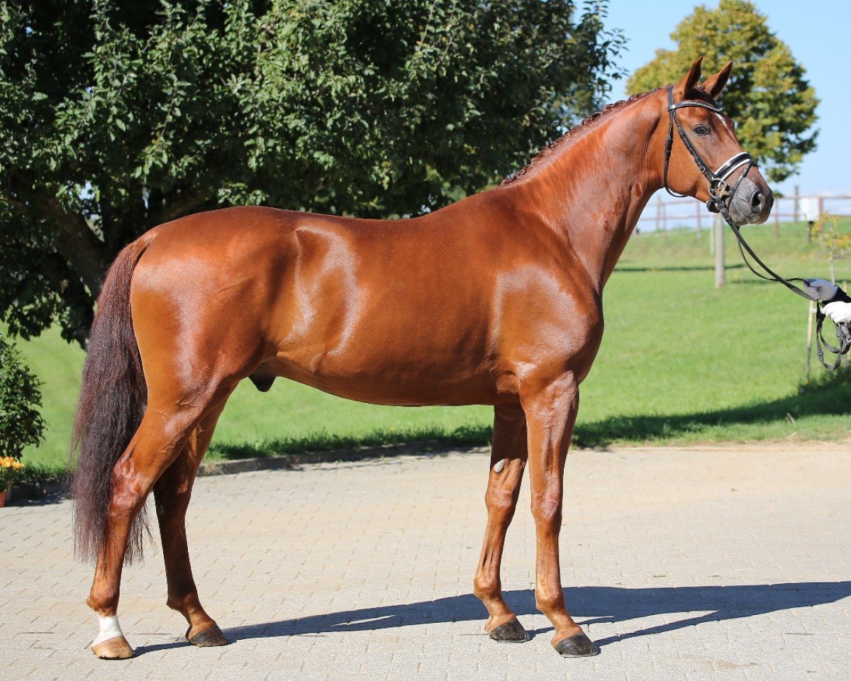 dressage horse Tiziano CSZ (Württemberger, 2017, from Birkhof's Topas Fbw)