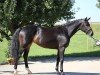 dressage horse Finestra 10 (German Sport Horse, 2017, from Finest)