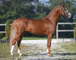 dressage horse Dreipunkt (German Riding Pony, 2018, from Dreidimensional AT NRW)