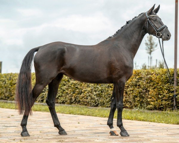 dressage horse Baghira (German Sport Horse, 2021, from Bohemian)