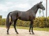 dressage horse Baghira (German Sport Horse, 2021, from Bohemian)