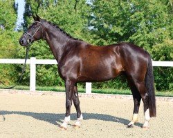 dressage horse Diamant Z v.d. Maeseburg (German Sport Horse, 2020, from Dancier Gold FRH)