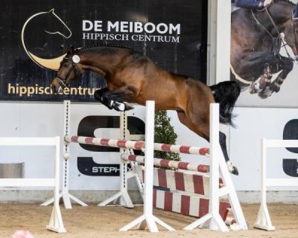 Deckhengst Washington van het Klavertje (Belgisches Warmblut, 2018, von Daho du Paradis)