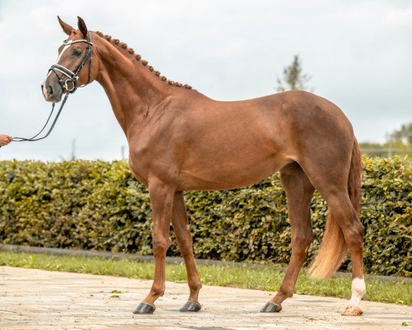 dressage horse Djamila 76 (German Sport Horse, 2020, from Da Costa)