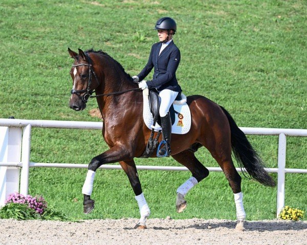 dressage horse Der Charmeur (German Sport Horse, 2019, from Dante’s Jr.)