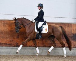 Dressurpferd Dacota (Deutsches Sportpferd, 2020, von Don Royal)