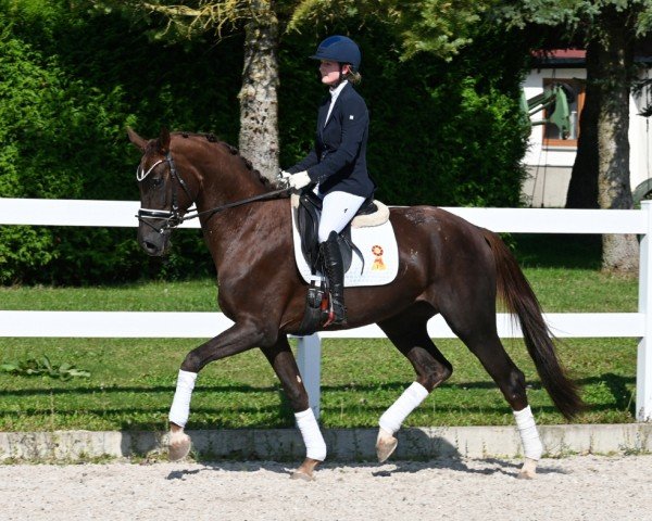 dressage horse Fille Merida (German Sport Horse, 2020, from Marburg's Floricello OLD)