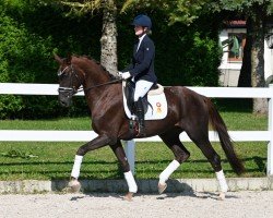 Dressurpferd Fille Merida (Deutsches Sportpferd, 2020, von Marburg's Floricello OLD)