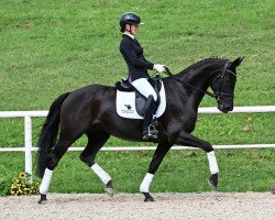 dressage horse Fine Lady (German Sport Horse, 2019, from Follow Me OLD)