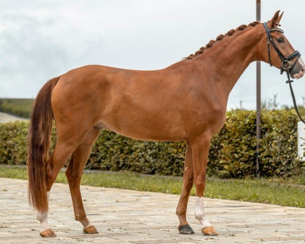 Dressurpferd Florian de trois Lys (Deutsches Sportpferd, 2021, von Fürst Wilhelm)