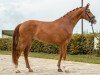 dressage horse Florian de trois Lys (German Sport Horse, 2021, from Fürst Wilhelm)