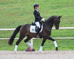 jumper Splunk (German Sport Horse, 2020, from Sandro Hit)