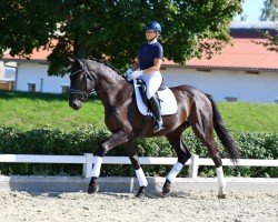 dressage horse Secret of dark (German Sport Horse, 2020, from Secret)