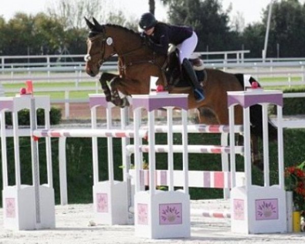 jumper Carinus des Droz CH (Swiss Warmblood, 2003, from Carinjo)