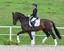 dressage horse Serenity (German Sport Horse, 2021, from Sezuan's Donnerhall)