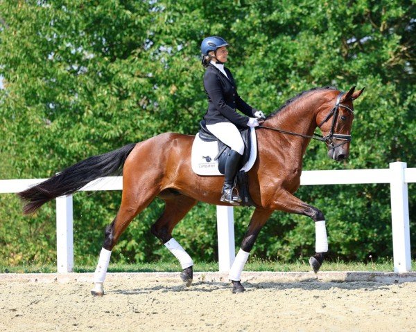 dressage horse Senor del sol (German Sport Horse, 2020, from Si Senor M)