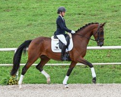 dressage horse Top Fun (German Sport Horse, 2020, from Birkhof's Topas FBW)