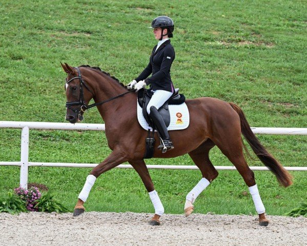 dressage horse Vermay (German Sport Horse, 2021, from Viva Gold OLD)