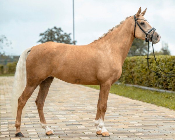 dressage horse Erna 65 (German Riding Pony, 2019, from Stukhuster Ricardo Go For Gold)