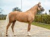 dressage horse Erna 65 (German Riding Pony, 2019, from Stukhuster Ricardo Go For Gold)