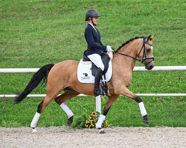 Dressurpferd Top Champions Pearl (Deutsches Reitpony, 2020, von Top Champion)